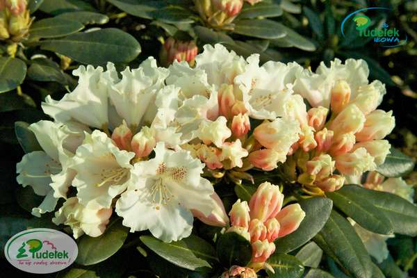 Rhododendron Marietta